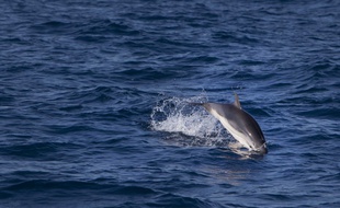 Un grand dauphin en Méditerranée