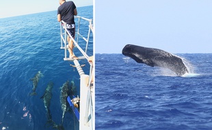 Six violiers ont sillonné la Méditerranée et la mer Noire pendant deux mois l’été dernier