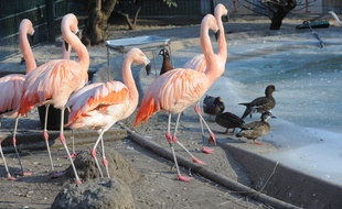 Au zoo du parc de l'Orangerie. Illustration.