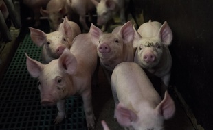Illustration d'un élevage de porcs en Bretagne, région qui abrite environ 60% du cheptel porcin français.