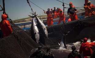 Des pêcheurs de thon en Espagne, en avril 2011.