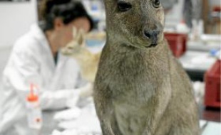 Le wallaby naturalisé s'est refait une beauté pour l'occasion.