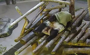 Capture d'écran d'une vidéo de Da Mao, le panda du zoo de Toronto, au Canada, jouant avec une couverture, le 1er juin 2015.