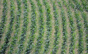 Aux Etats-Unis, l'abondance des récoltes devient un casse-tête pour les agriculteurs, surtout pour le maïs et le soja. Ici un champ de maïs