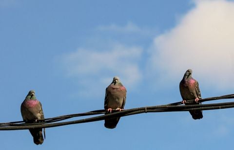 Pourquoi certaines voitures attirent plus les fientes d’oiseaux que d’autres