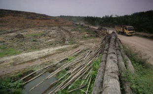 Une plantation de palmiers à huile à Aceh, en Indonésie