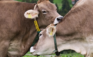 L'élevage bovin d'un agriculteur du Cantal a été au centre d'un long feuilleton judiciaire (illustration).