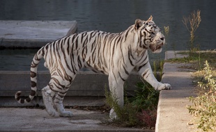Un tigre blanc dans le zoo de Madrid (image d'illustration).