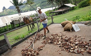 Un ouvrier met de la chair de noix de coco à sécher au soleil, le 9 décembre 2014, dans la vallée de Hiva Oa dans les Marquises