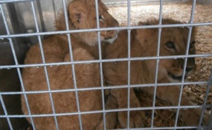 Deux lionceaux ont été abandonnés devant le Parc des Félins, en Seine-et-Marne, le 24 mars 2015.