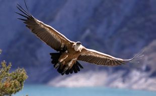 Le vautour fauve fait partie des rapaces les plus touchés par l'empoisonnement ces dernières années.