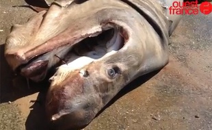 Capture d'écran d'une vidéo de «Ouest France»: Un requin pèlerin échoué le 12 avril 2014 à Nevez.