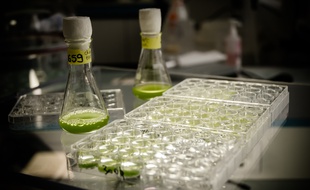 Le laboratoire de Fermentalg fabrique des microalgues notamment dans le domaine de la nutrisanté