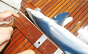 D'autres opérations effectuées sur les requins ont été menées par l'association Ailerons.