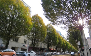 Quatre arbres ont déjà été abattus et 25 autres doivent l'être prochainement le long de l'avenue Janvier à Rennes.