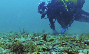 En Bretagne, des scientifiques de l'Ifremer ont observé l'évolution des colonies d'huîtres plates sauvages, menacées de disparition.