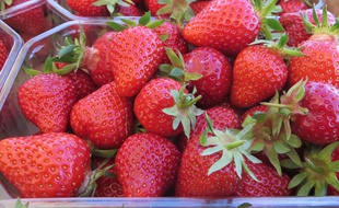 Cueillette des fraises