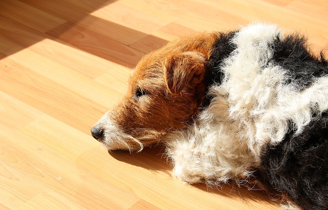 640x410_photo-illustration-fox-terrier.j