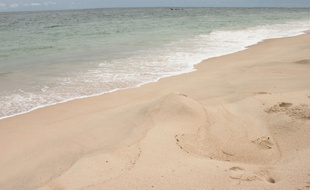 Sur les plages de Pointe Denis, à Libreville, les traces laissées par les tortues venues pondre se font de plus en plus rares.