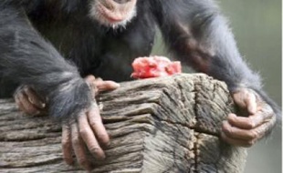 En général, les chimpanzés mâles ne se préoccupent pas de leur progéniture.