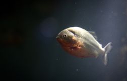 Le plus grand bassin à piranhas de France voit le jour en Normandie