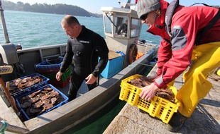 Depuis 20 ans Philippe (dans la cabine) et Anthony plongent dans la Rance pour pêcher la coquille Saint-Jacques en douceur.