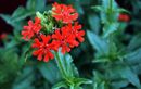Elle a marqué des générations et cartonne en 2025 : facile, belle et adorée des jardiniers débutants, cette fleur fait son grand retour !