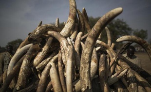 Des défenses d'éléphants au Tchad le 21 février 2014