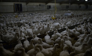 Illustration d'un élevage de poules. /JDD_114701000218/Credit:JEROME MARS/JDD/SIPA/1510251221