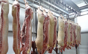 Ain : Six antispécistes arrêtés après l’incendie d’un abattoir (Illustration)