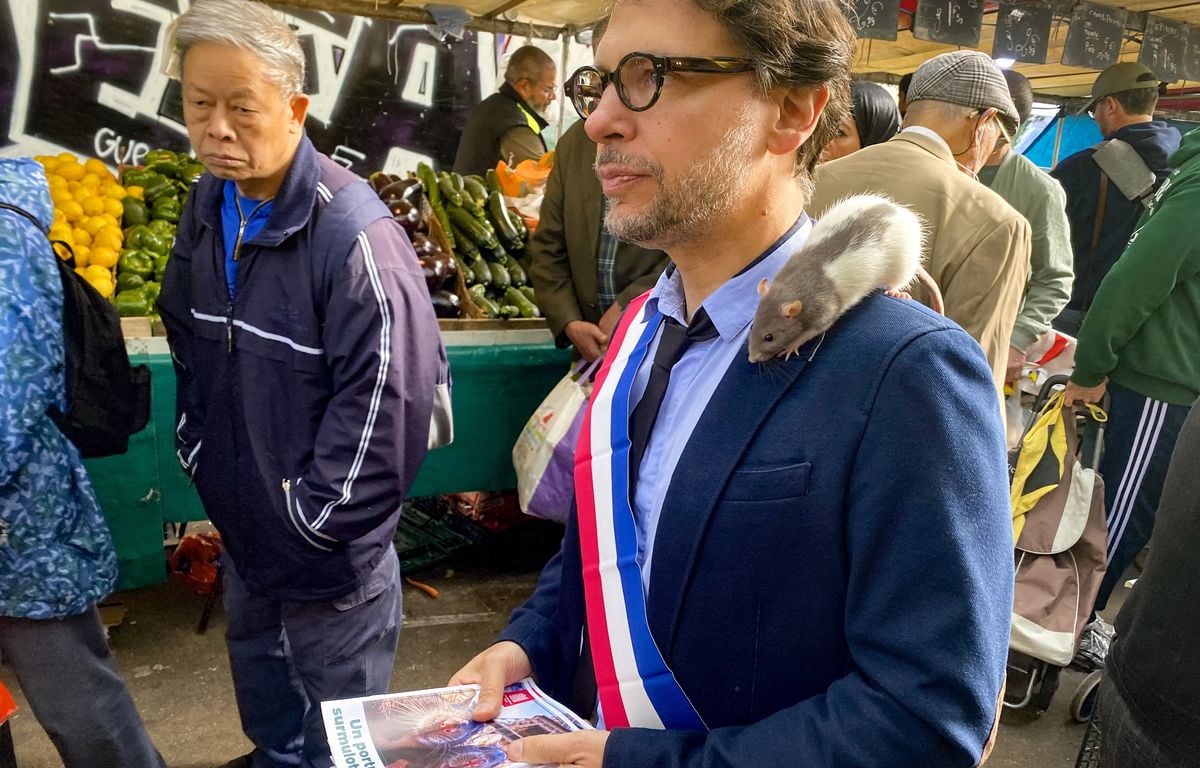 Parti animaliste : Un maire adjoint se balade avec un rat sur l'épaule pour faire aimer ces rongeurs