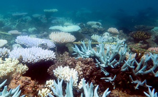 Le récif s'étend sur environ 348.000 kilomètres carrés le long de la côte australienne.