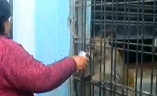Le singe Chunmun et sa propriétaire indienne Shabista Srivastava.