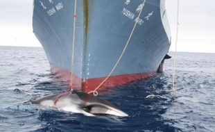 La chasse à la baleine par le Japon dans l'Antarctique n'est autre qu'une activité commerciale que les Nippons tentent de légitimer au nom de la science, a affirmé mercredi l'Australie au premier jour d'audiences devant le plus haut organe judiciaire des Nations unies.