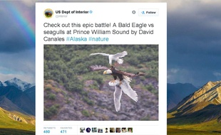 Capture d'écran du compte du ministère de l'Intérieur américain, montrant une mouette attaquant un aigle, le 14 juillet 2015.