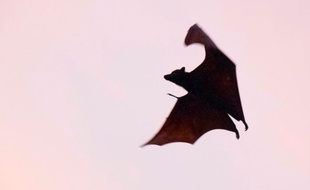 Chauve-souris en plein vol