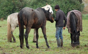 Eric Martin au milieu de ses chevaux.