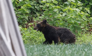 Les ours s'approchent souvent des habitations pour trouver de la nourriture. (Illustration)