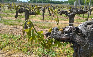Certains viticulteurs ont la quasi totalité de leur vignoble impacté.