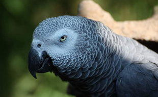 Le perroquet gris du Gabon appartenant au couple a mis les enquêteurs sur la piste de l'épouse.