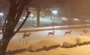 Pendant que Snowzilla sévissait sur la Côte Est des Etats-Unis, quelques daims en ont profité pour aller faire un tour dans les rues enneigées de Washington.
