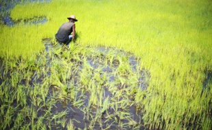 La FAO et les autorités malgaches vont lancer cette semaine une campagne de lutte contre une invasion de criquets migrateurs qui menacent gravement la récolte de riz à Madagascar.
