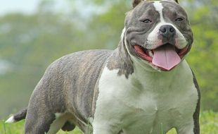 Un American Bully (illustration).