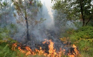 Incendie de forêt le 24 juillet 2015 à Saint-Jean d'Illac à une vingtaine de km de Bordeaux