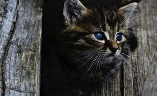 Un homme a été surpris en train de tirer avec une arme de poing sur un chat dans l’agglomération de Rouen. (Illustration)