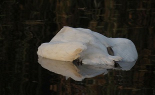 Une trentaine de cygnes ont été retrouvés morts dans le canal de décharge de l'Ill, à Erstein (Illustration)
