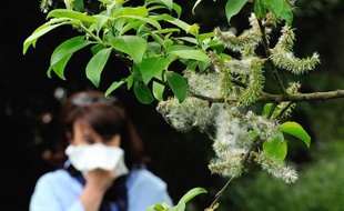 Les allergies les plus communes sont les rhumes des foins, les allergies aux pollens et aux graminées