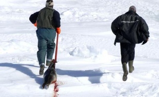 Un chasseur traîne sa proie, un jeune phoque, le 28 mars 2008, jour d'ouverture de la chasse dans le golfe du Saint-Laurent, au Canada. Le gouvernement autorise la prise de 275.000 phoques du Groenland sur les glaces à l'est des côtes canadiennes mais la saison démarre lentement, en raison notamment de l'épaisseur de la neige. Seules trois bêtes ont été tuées le premier jour.