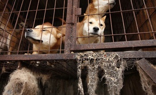 Des chiens en cage dans une ferme, illustration
