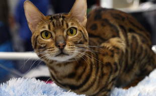 Un chat de race bengale (illustration).
